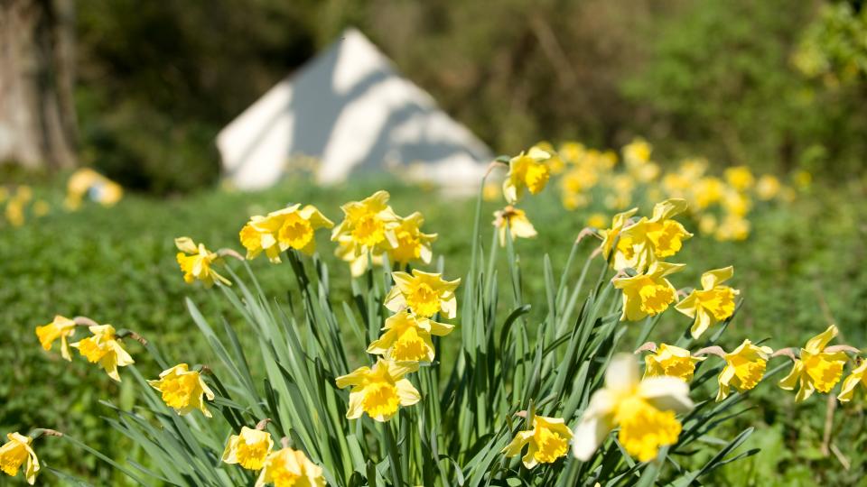 Woodland play centre web design Somerset